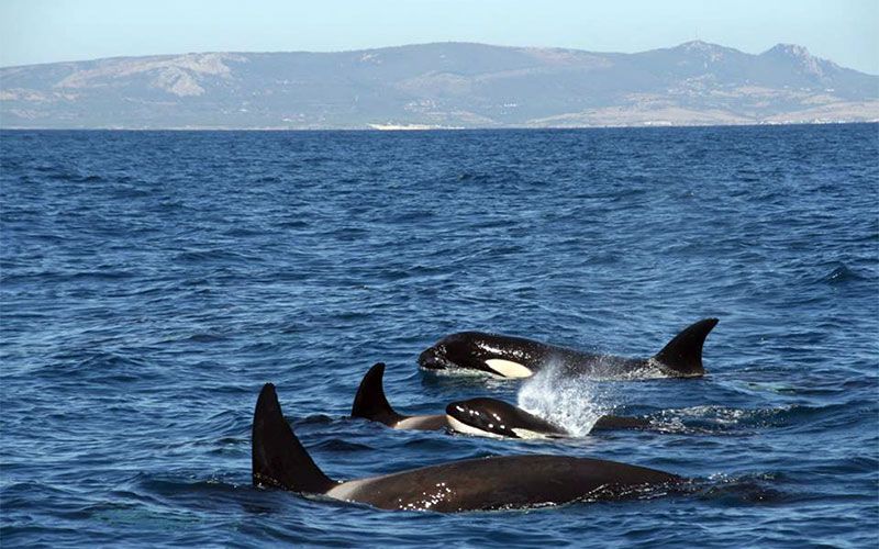 Recomiendan no interactuar con las orcas en el área del Estrecho